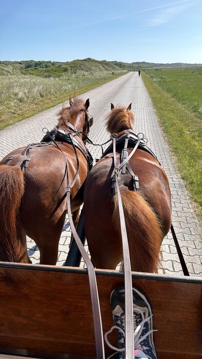 Blick vom Kutschbock auf zwei Pferde und den Weg durch die Dünen